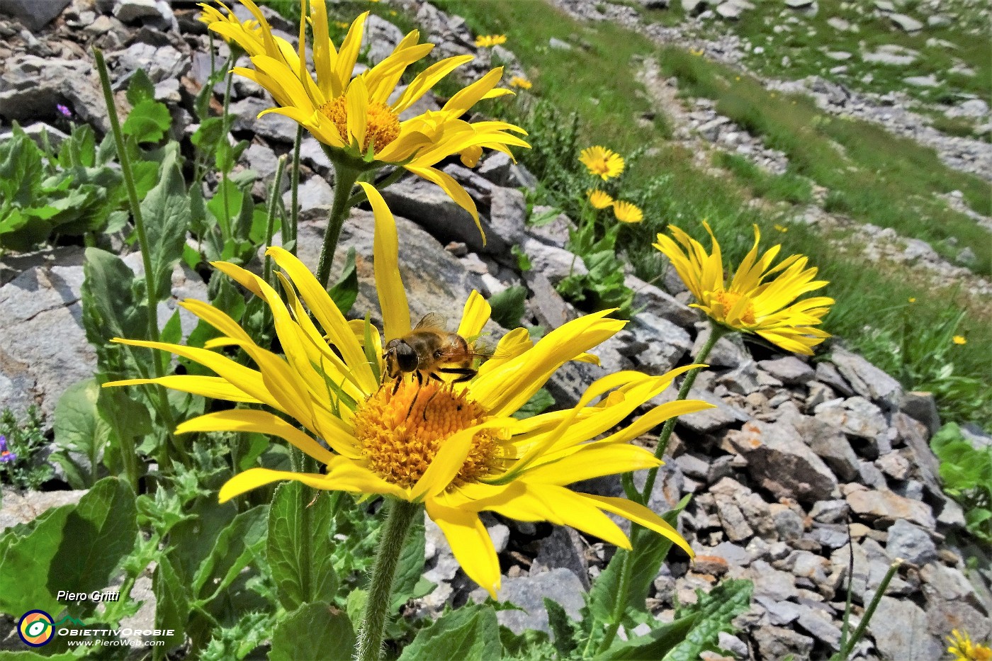 59 Doronico dei macereti (Dornicum grandiflorum) con ospite.JPG